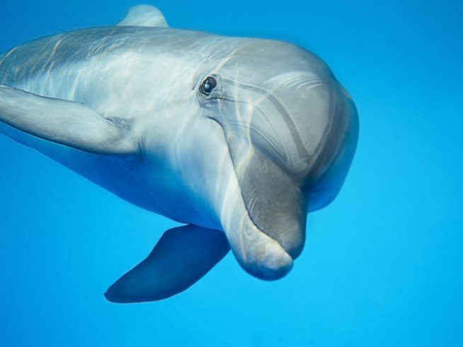 Снимка: iStock