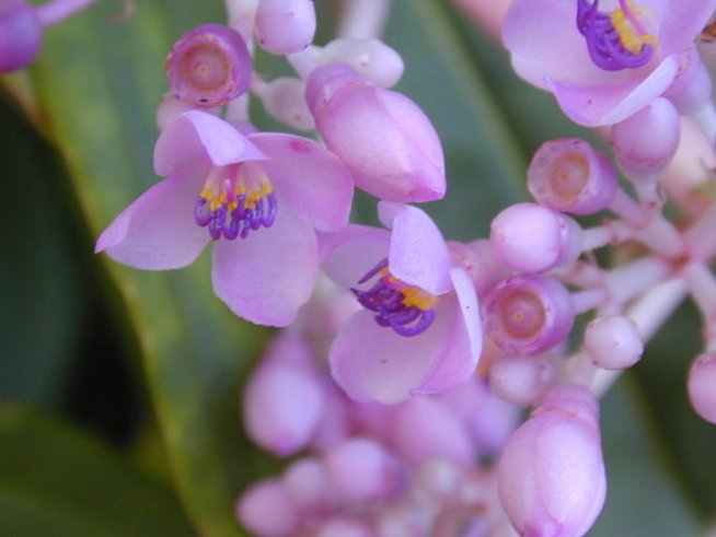 Снимка: Wikimedia Commons