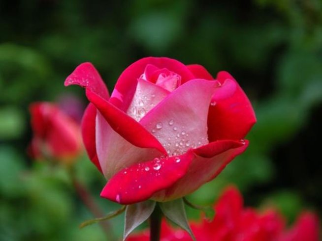 Снимка: Pixabay