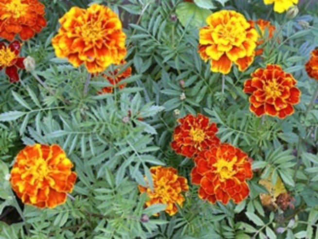 Тагетис – слънцето в градината