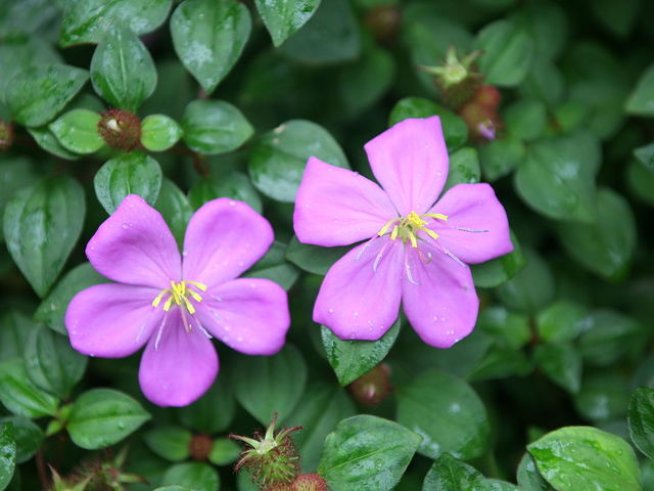 Снимка: wikimedia commons