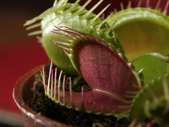 Снимка: Wikimedia Commons