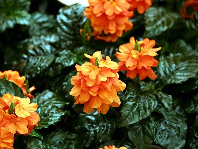 Снимка: Wikimedia Commons