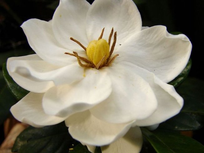 Снимка: Wikimedia Commons