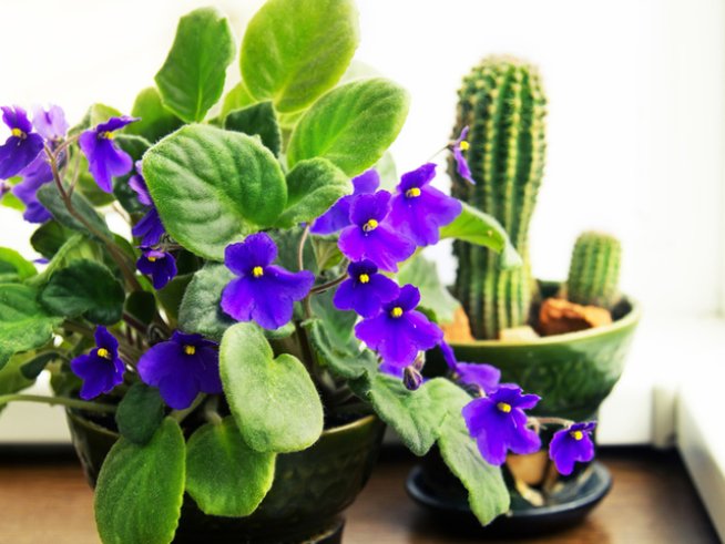 Снимка: istock