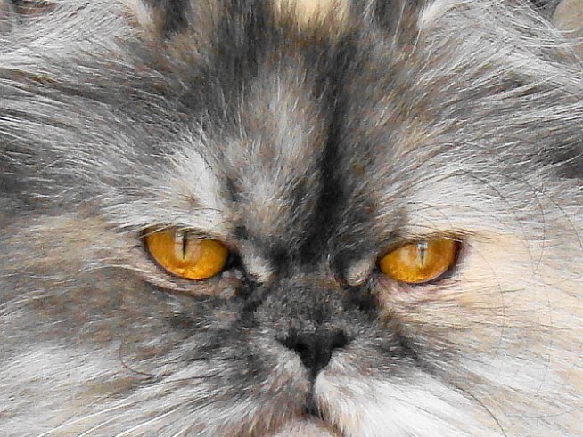 Пухкава персийска котка Снимка: Sxc.hu