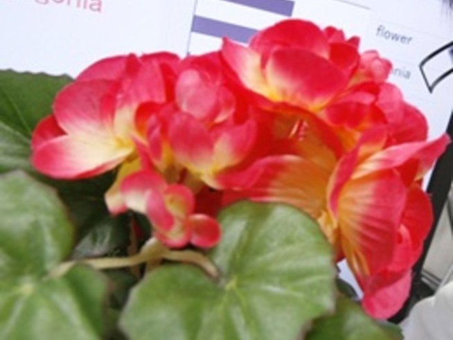 Бегонията – кралицата на цветовете и шарките