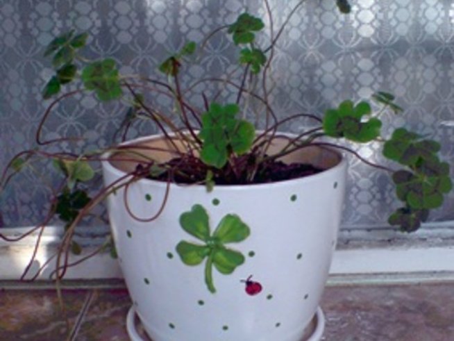 Четирилистна детелина - късмет в саксия