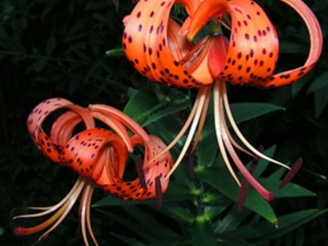 Най-нежната любов