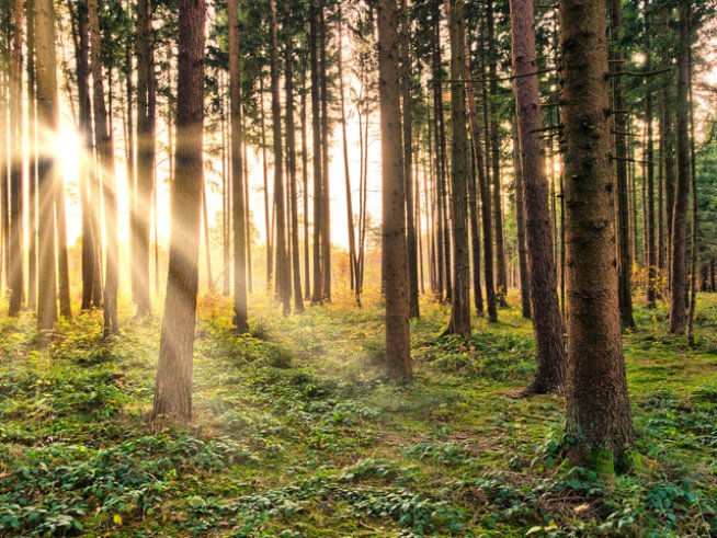 Снимка: Sxc.hu