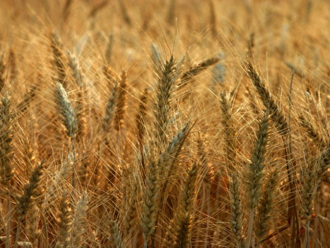 Снимка: sxc.hu