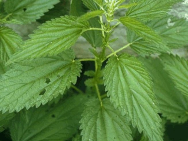 Коприва срещу косопад и пърхот