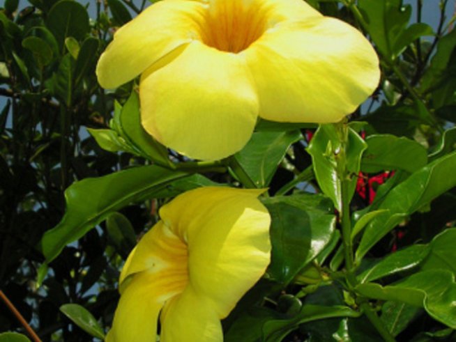 Малки ремонти: Жълто в интериора на дома