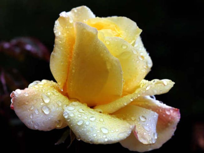 Декоративна роза – миниатюрно бижу