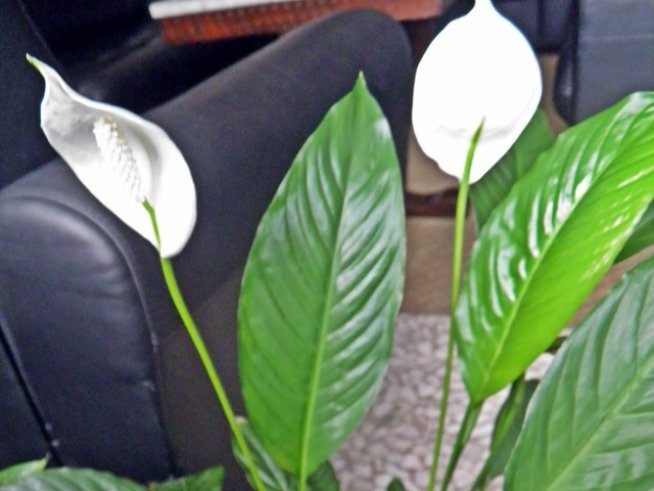 Снимка: Вергиния Генова