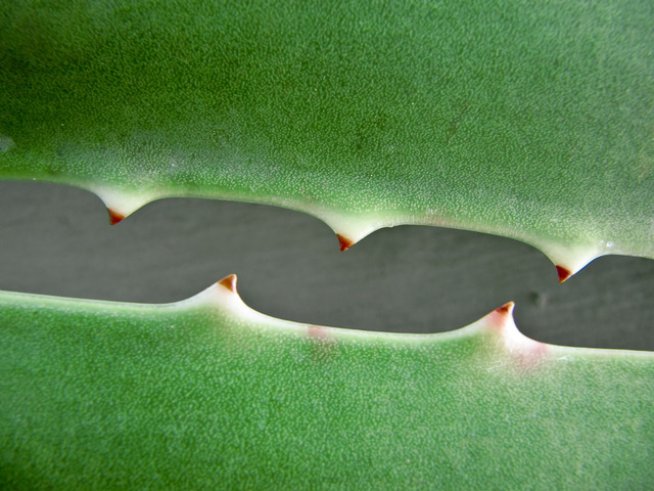 Снимка: Sxc.hu