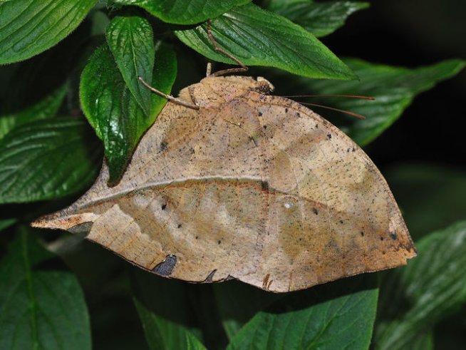 Снимка: Wikimedia Commons