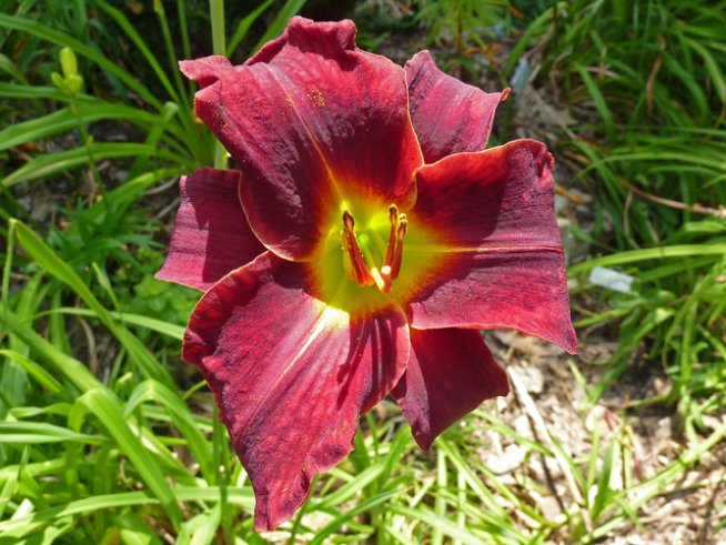 Снимка: Wikimedia Commons