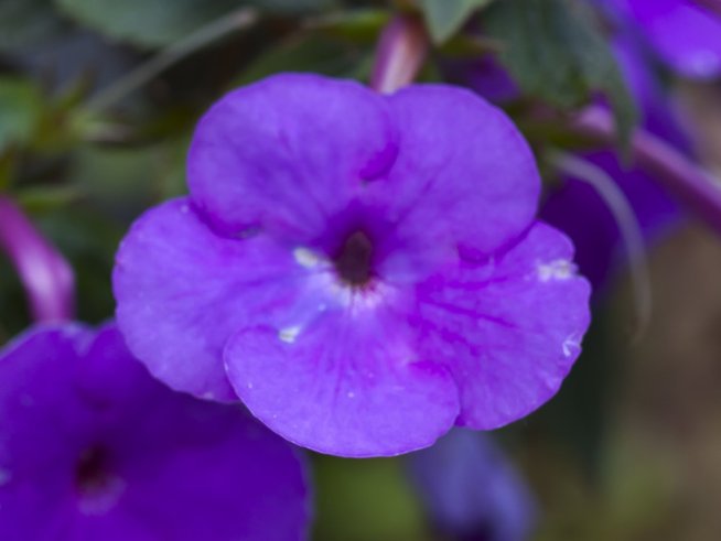 Снимка: wikimedia commons