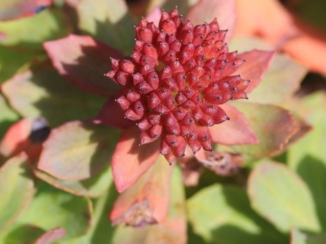 Снимка: Wikimedia Commons