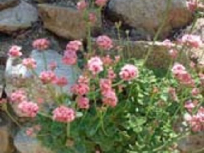 Алпинеумът - кът от рая