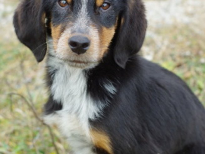 Подарявам куче за Коледа – спешно