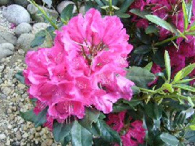 Другото име на рододендрона