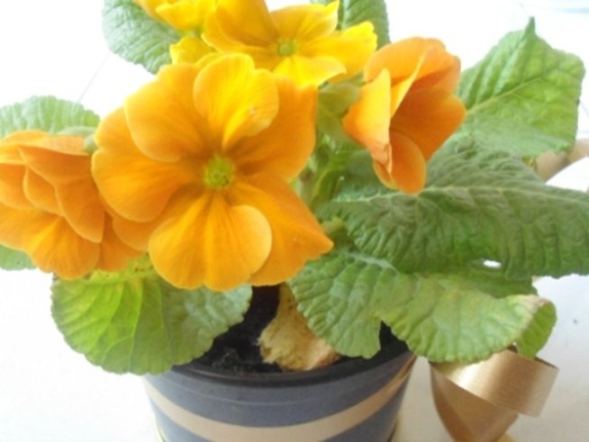 Как да се грижим за игликата в саксия