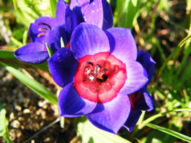 Снимка: wikimedia commons