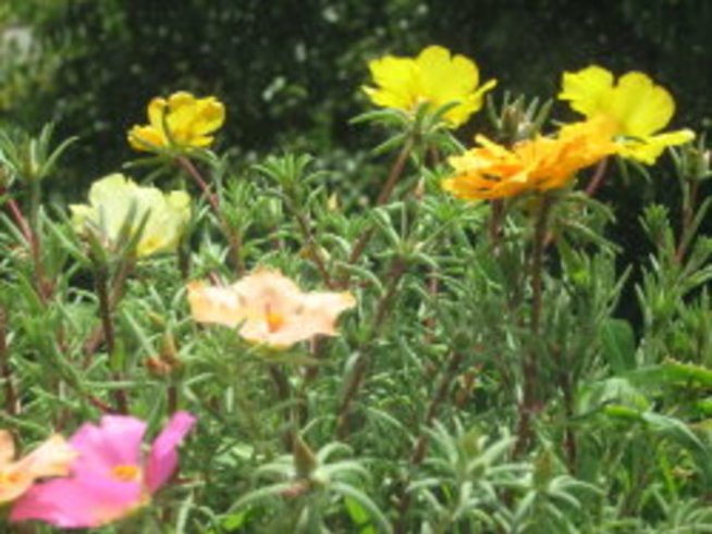 Калдъръмче