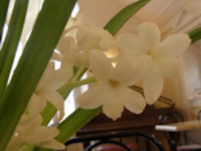 Цветята на пролетта