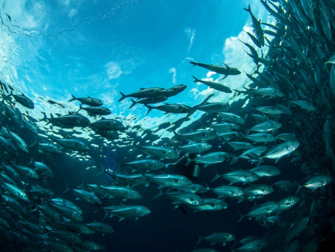 Снимка: istock