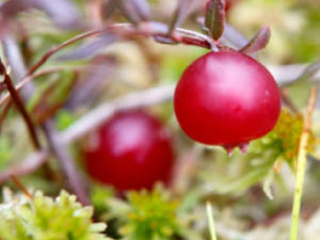 На какви храни да наблегнем, за да сме със здраво сърце