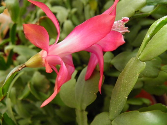 Снимка: Вергиния Генова