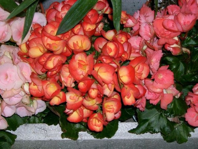 Снимка: Wikimedia Commons