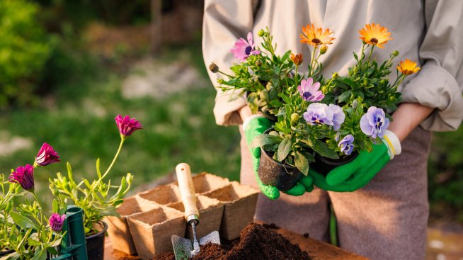 Какво да засадите в градината през септември? Снимка: istock