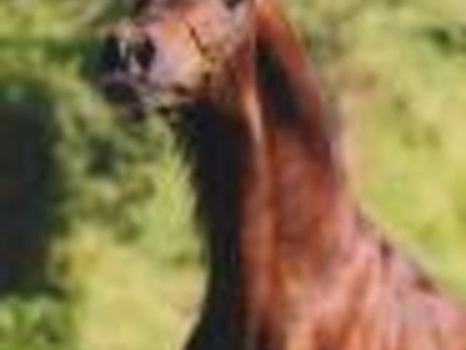 Тодорова неделя