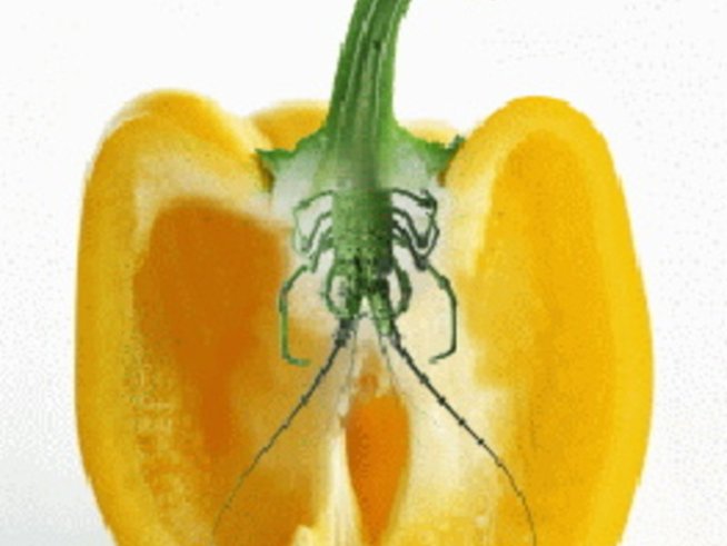 Ще знаем ли, когато ядем храна с ГМО?