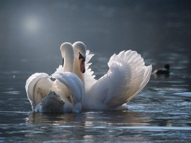 Снимка: pixabay