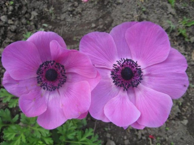 Снимка: Wikimedia Commons