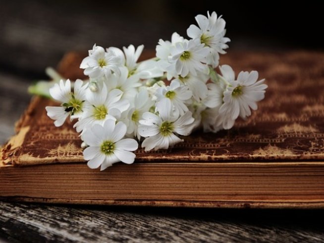 Снимка: pixabay