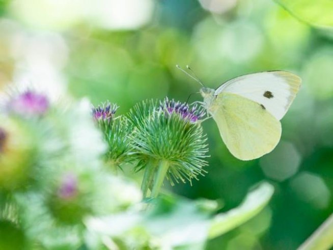 Снимка: pexels