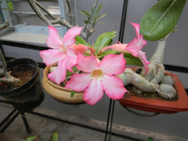 Снимка: Wikimedia Commons