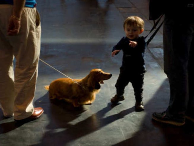 Да оставим ли домашния любимец вкъщи с бебето?