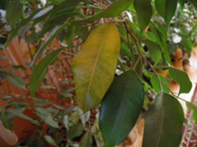 Защо жълтеят листата на бенджамина?