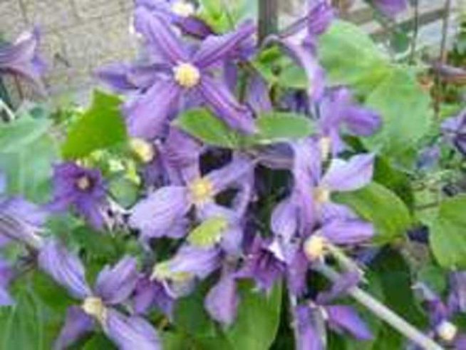 Клематисът – джунгла в домашната градина