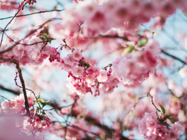 Снимка: pexels