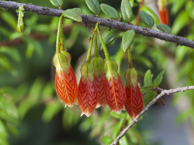 Снимка: Wikimedia Commons