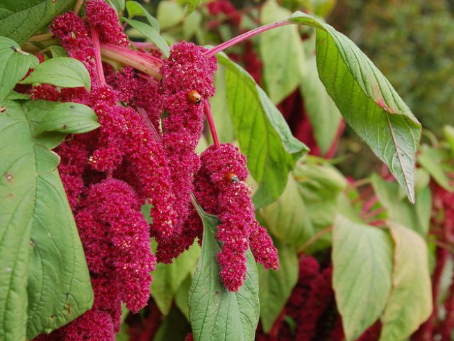 Снимка: Wikimedia Commons