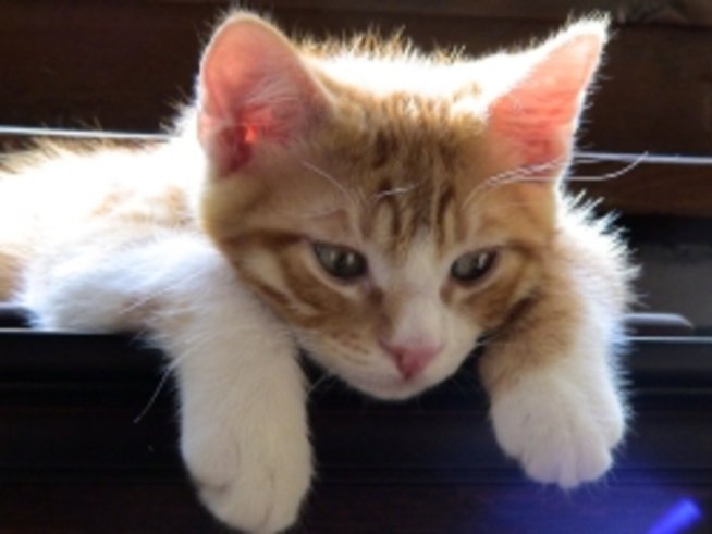 Коте или Зайче – с какви имена те нарича